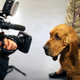 Image for article titled Q&A: Nathan, A Bloodhound That Did Not Win The Westminster Dog Show